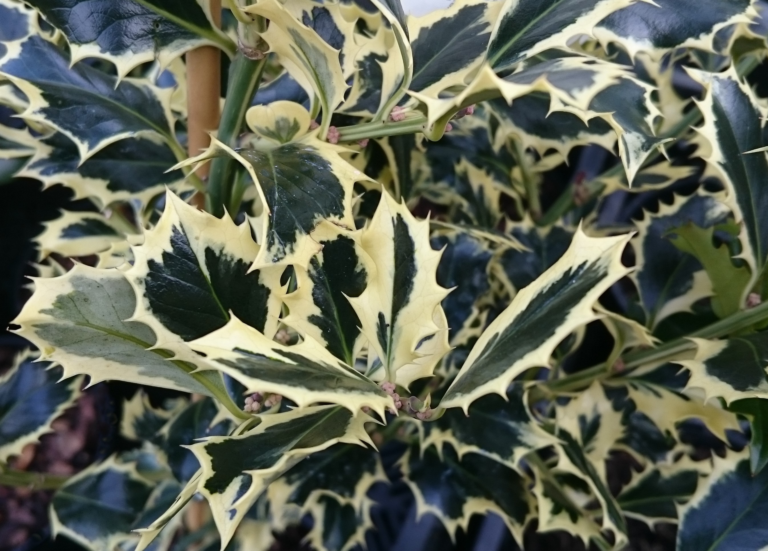Holly Silver Queen (Male Silver Variegated Holly)