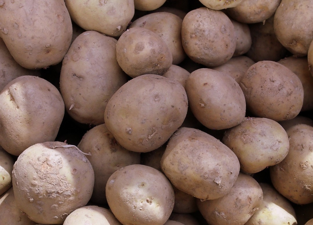Seed Potato Dunluce