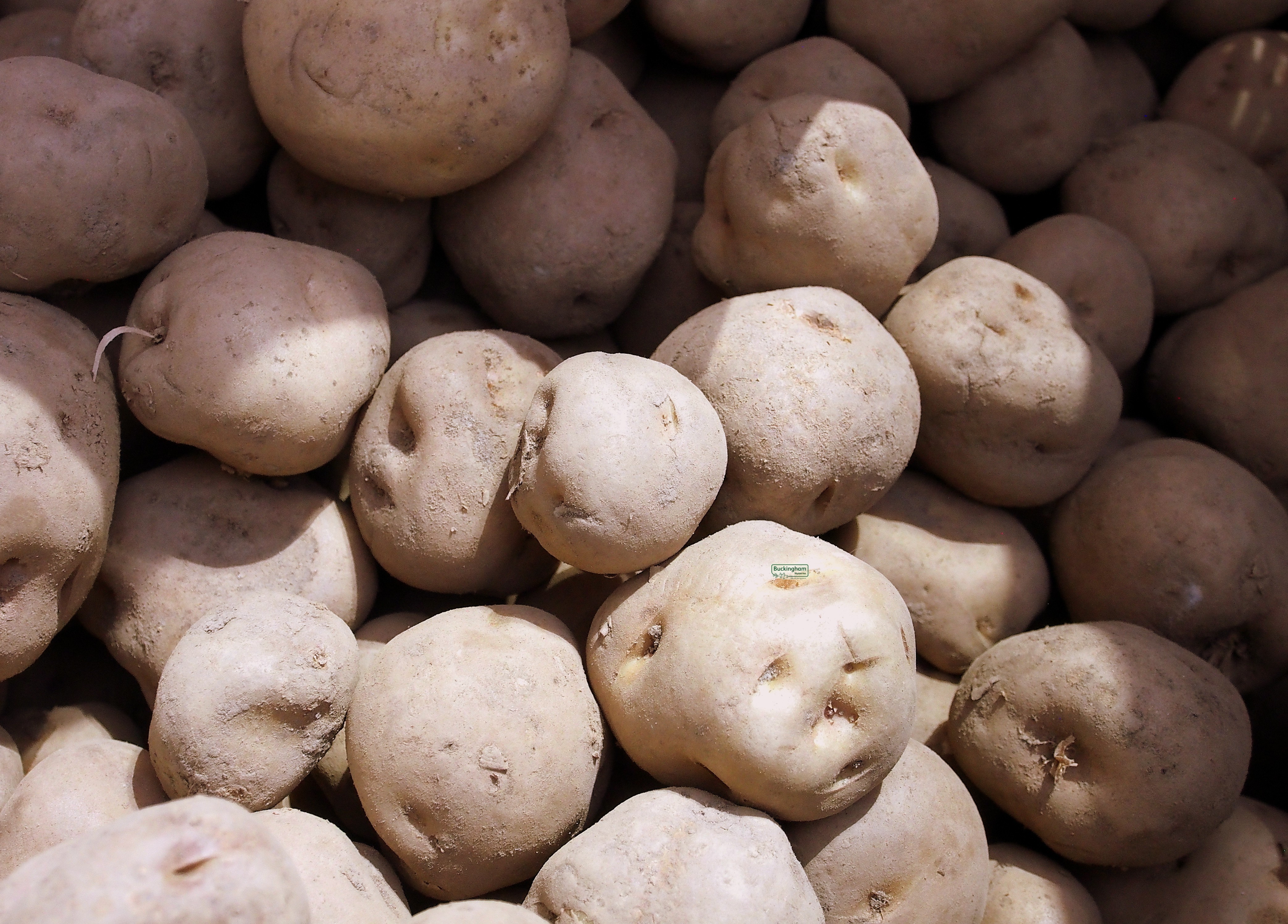 Seed Potato Epicure