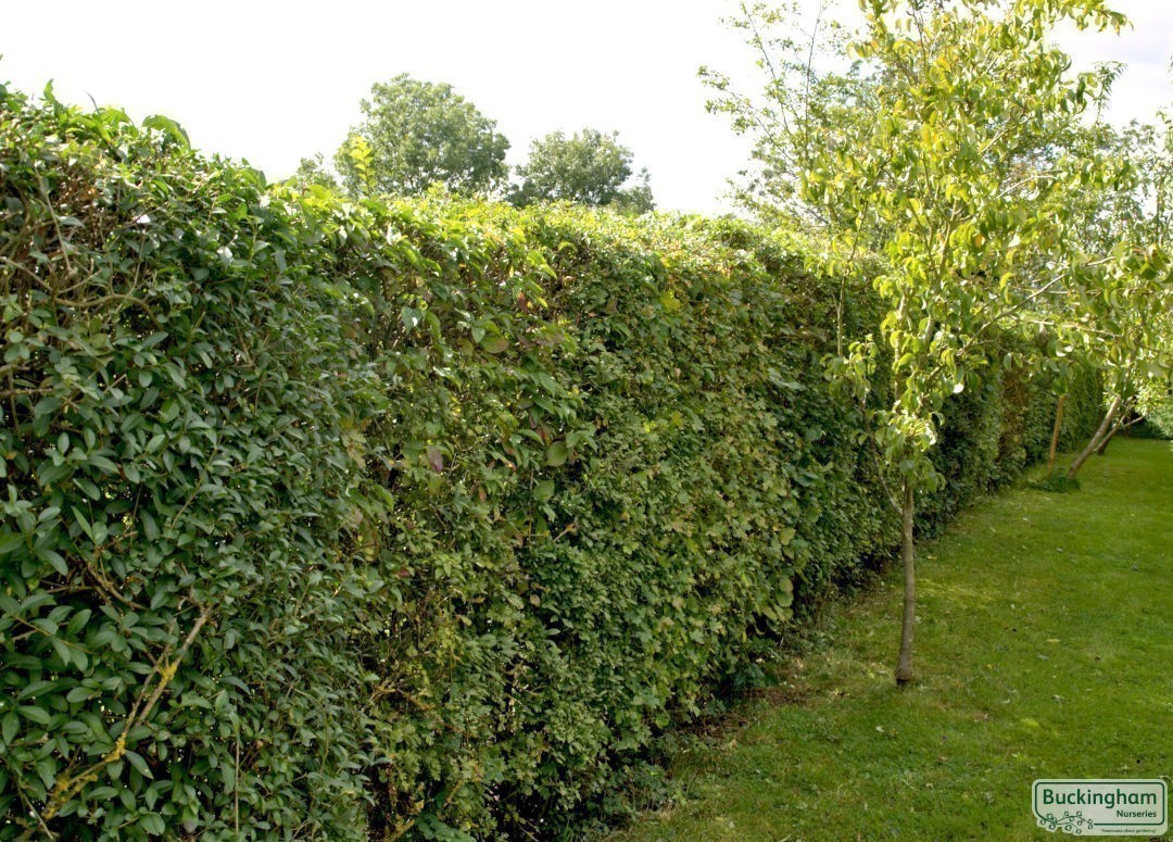Mixed Native Hedging
