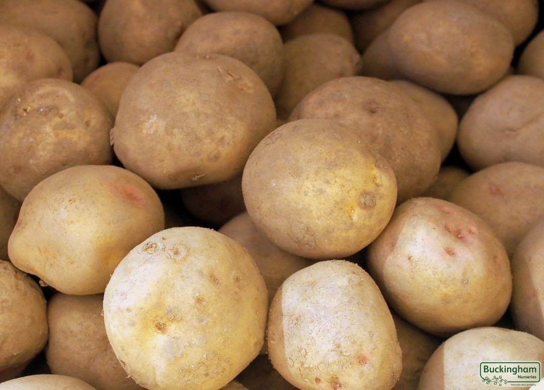Seed Potato Cara