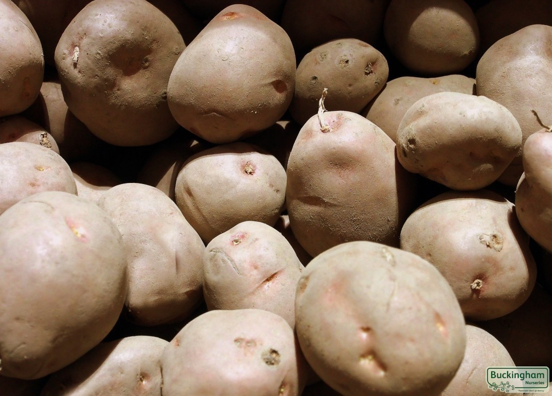 Seed Potato Desiree