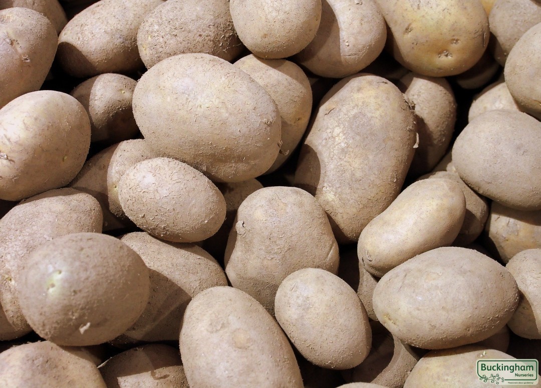 Seed Potato Estima