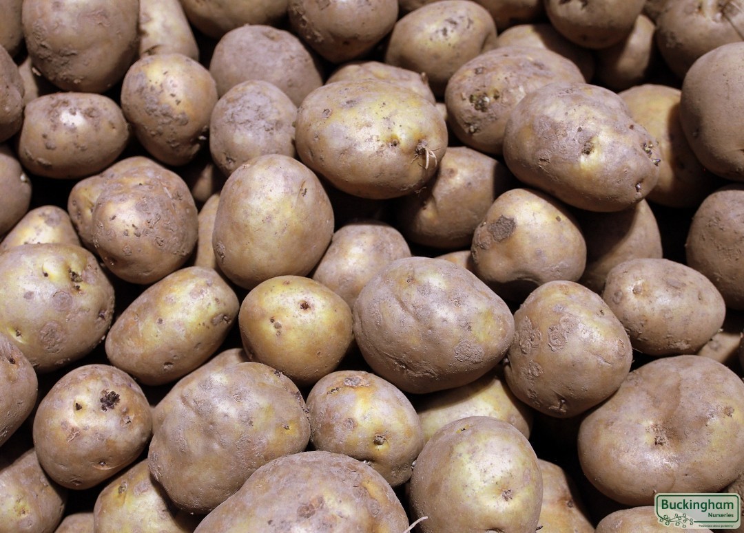 Seed Potato Home Guard