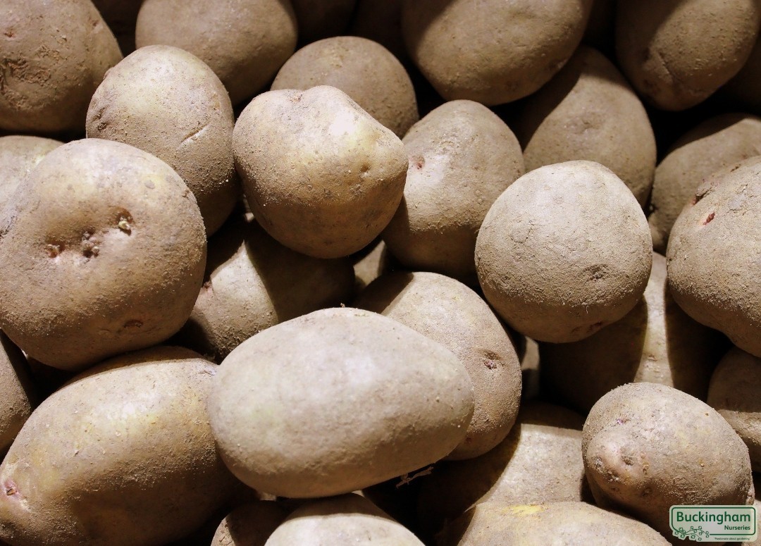 Seed Potato King Edward