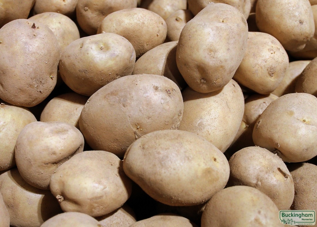 Seed Potato Maris Peer