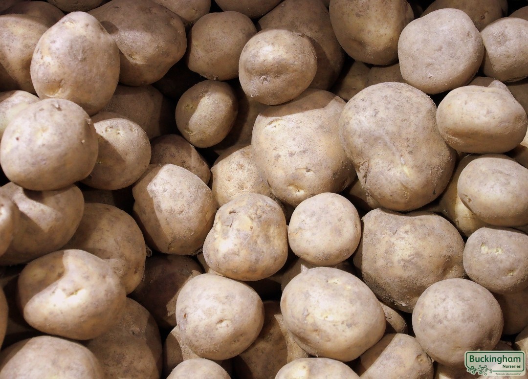 Seed Potato Pentland Javelin