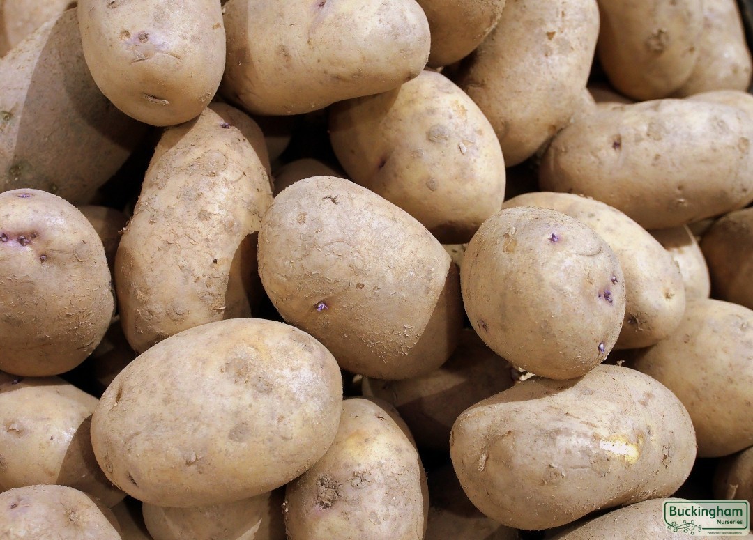 Seed Potato Kestrel