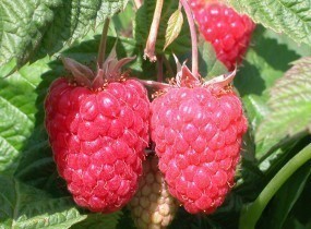Raspberry, Cascade Delight
