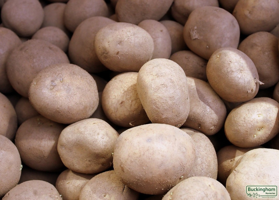 Seed Potato Casablanca
