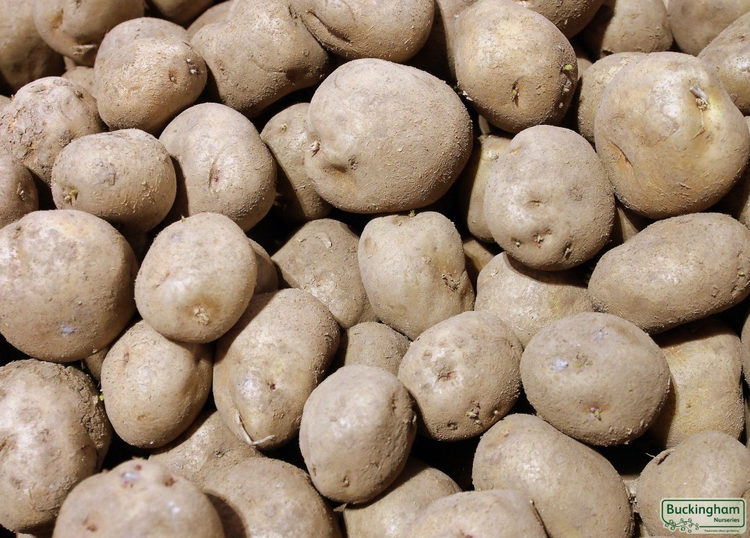 Seed Potato British Queen