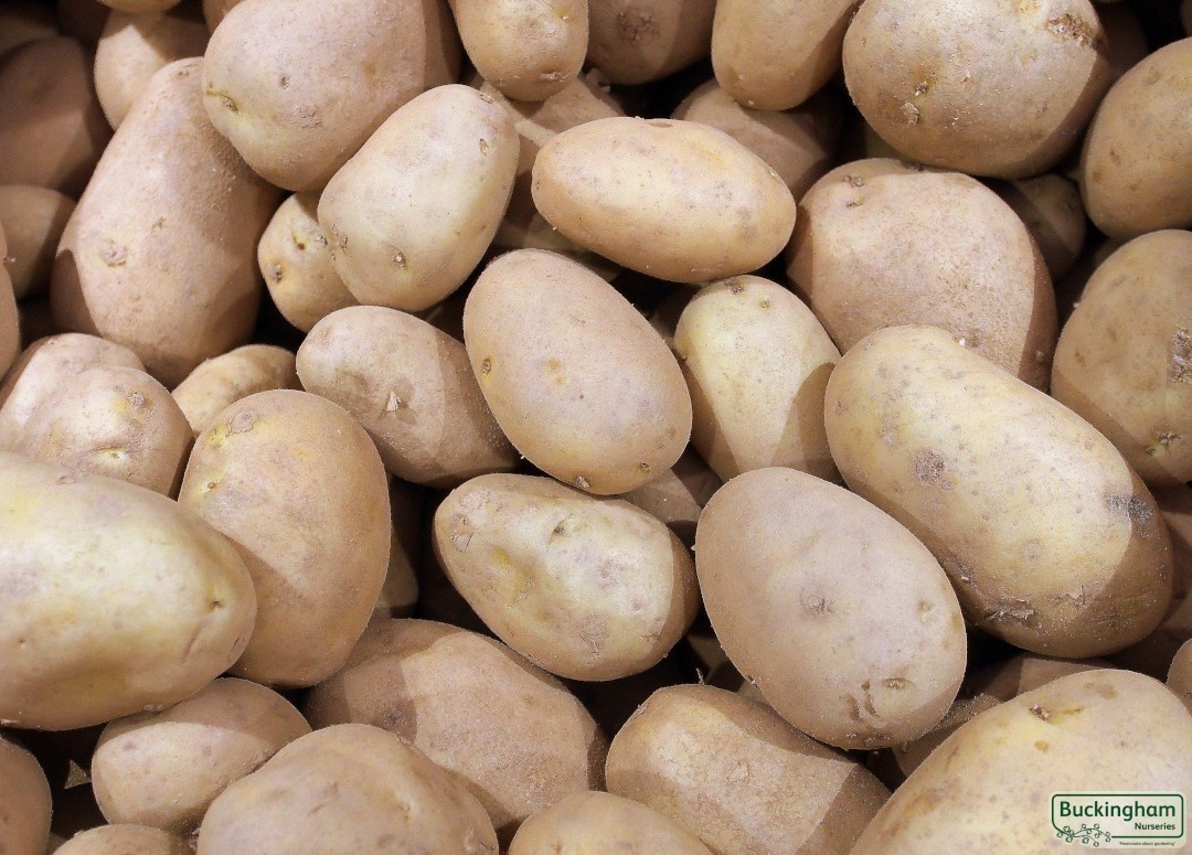 Seed Potato Jazzy