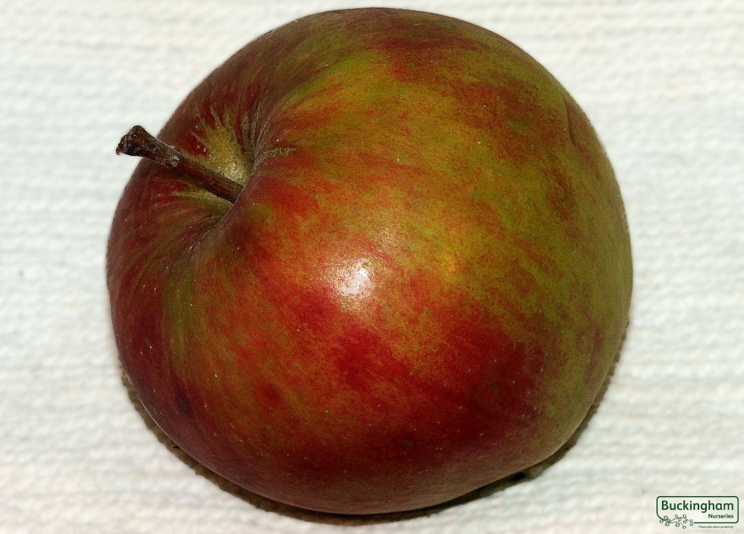 Apple, Red Falstaff