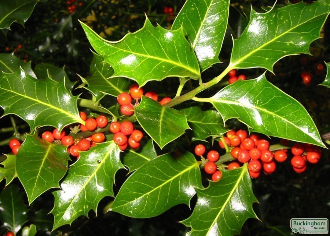 Glossy green foliage and red berries.