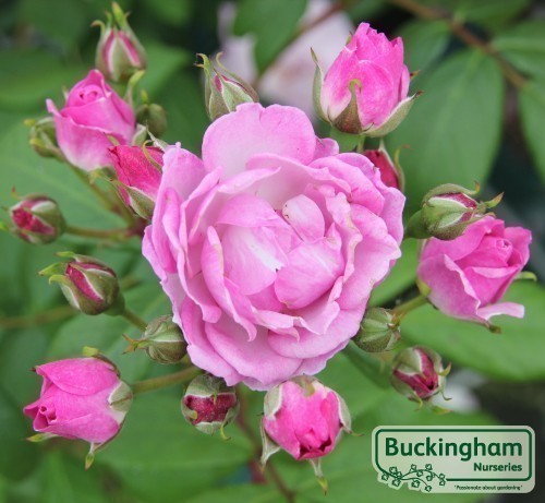 Rose, Lilac Bouquet