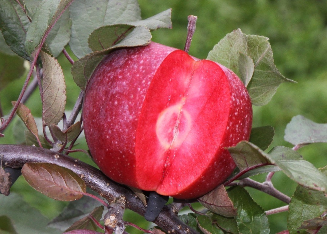 Apple, Tickled Pink