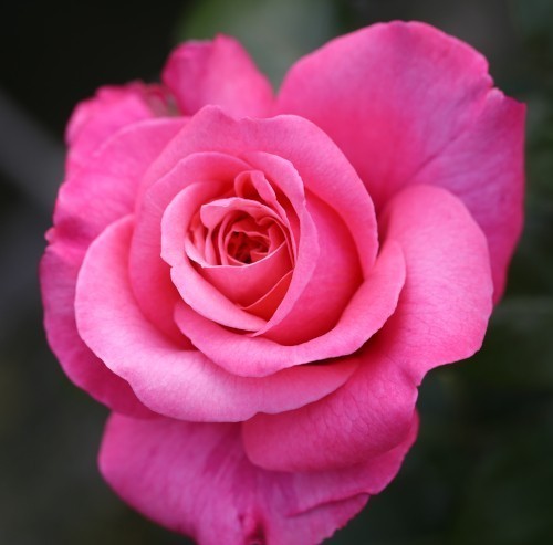 Rose, Timeless Pink