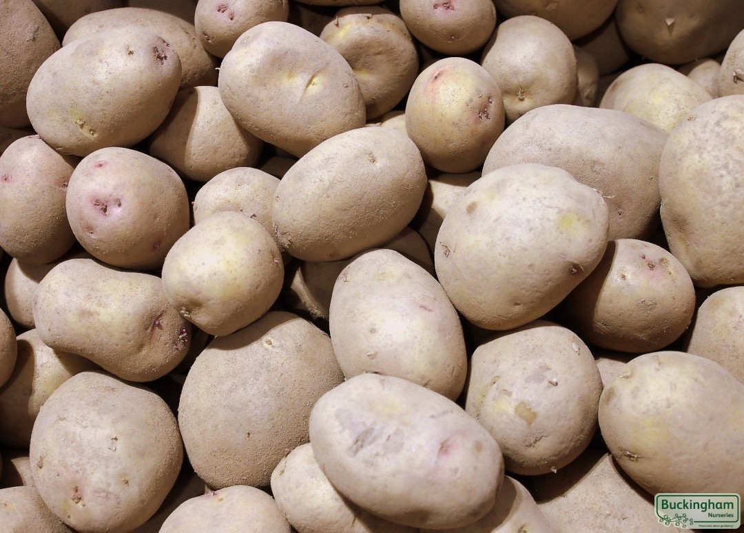 Seed Potato Carolus