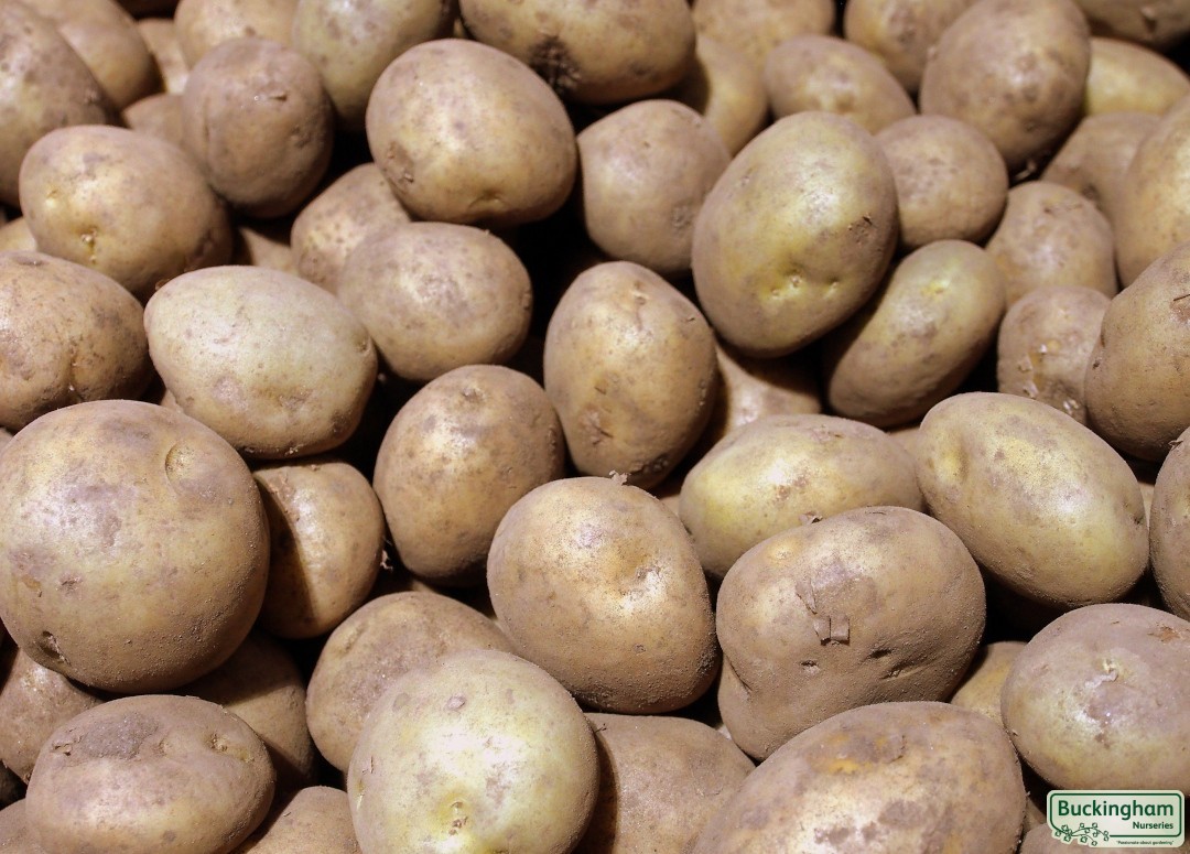 Seed Potato Acoustic