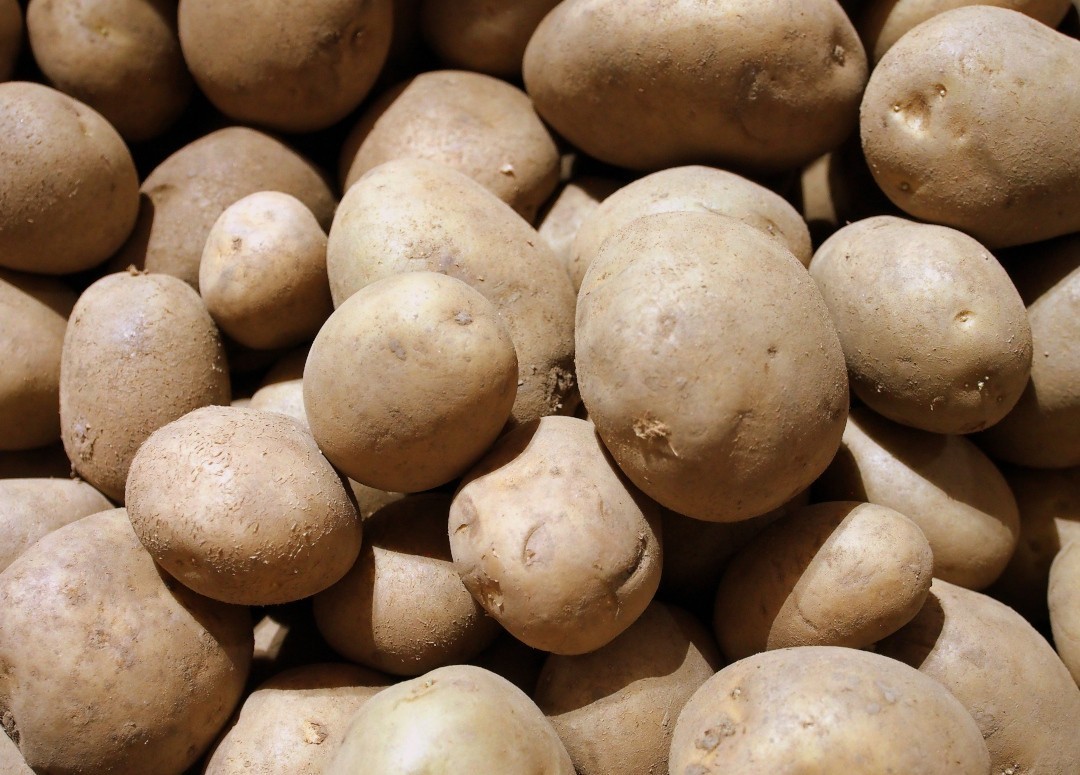 Seed Potato Marvel