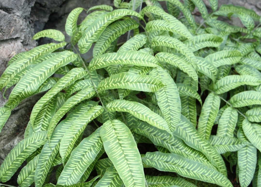 Bamboo Fern, Variegated