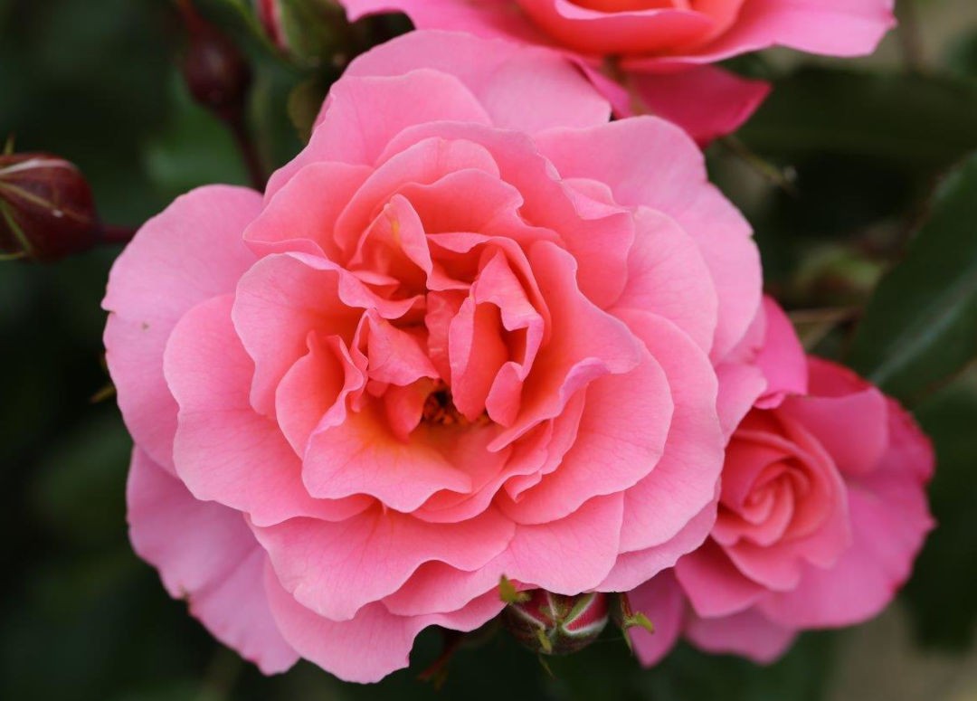 Rose, Anne's Rose