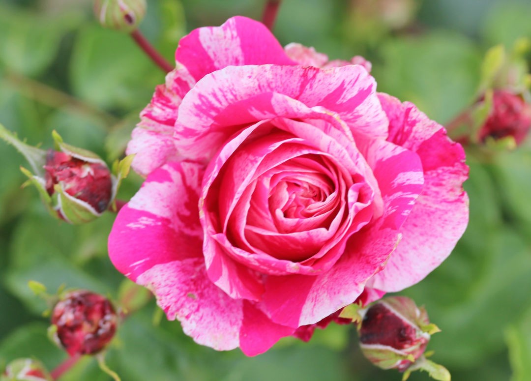 Rose, Raspberry Cream Twirl