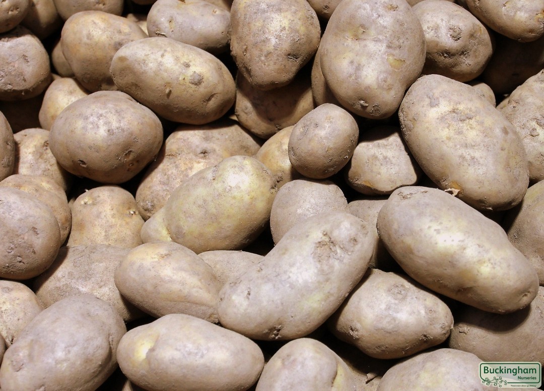 Seed Potato International Kidney