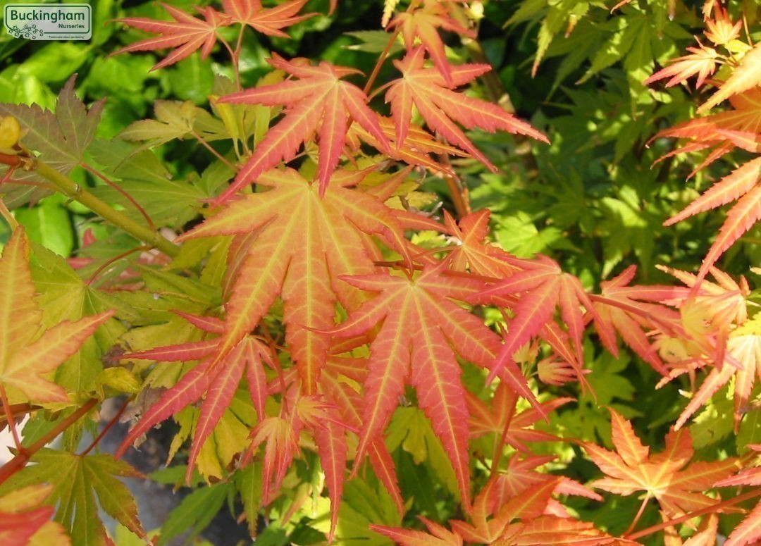 Japanese Maple, Orange Dream