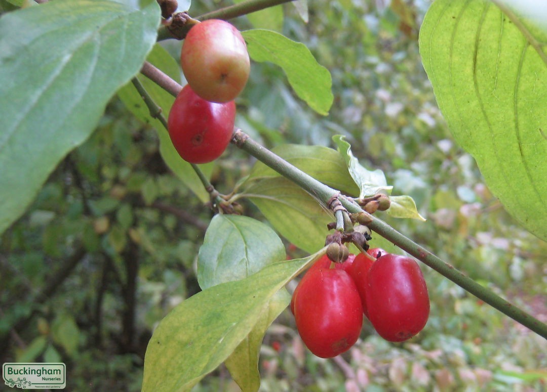 Bright red edible cherry-like fruit on Cornelian Cherry