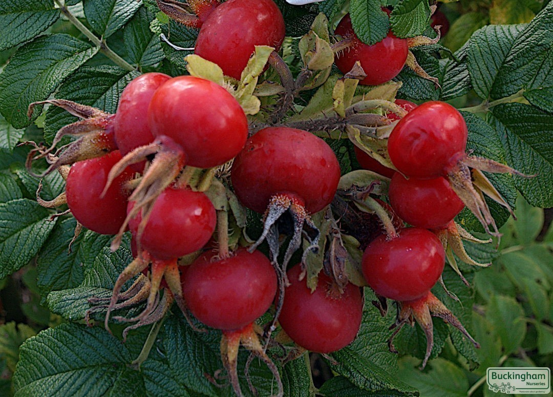 Rosehips that are good for rose-hip syrup, or make excellent bird food