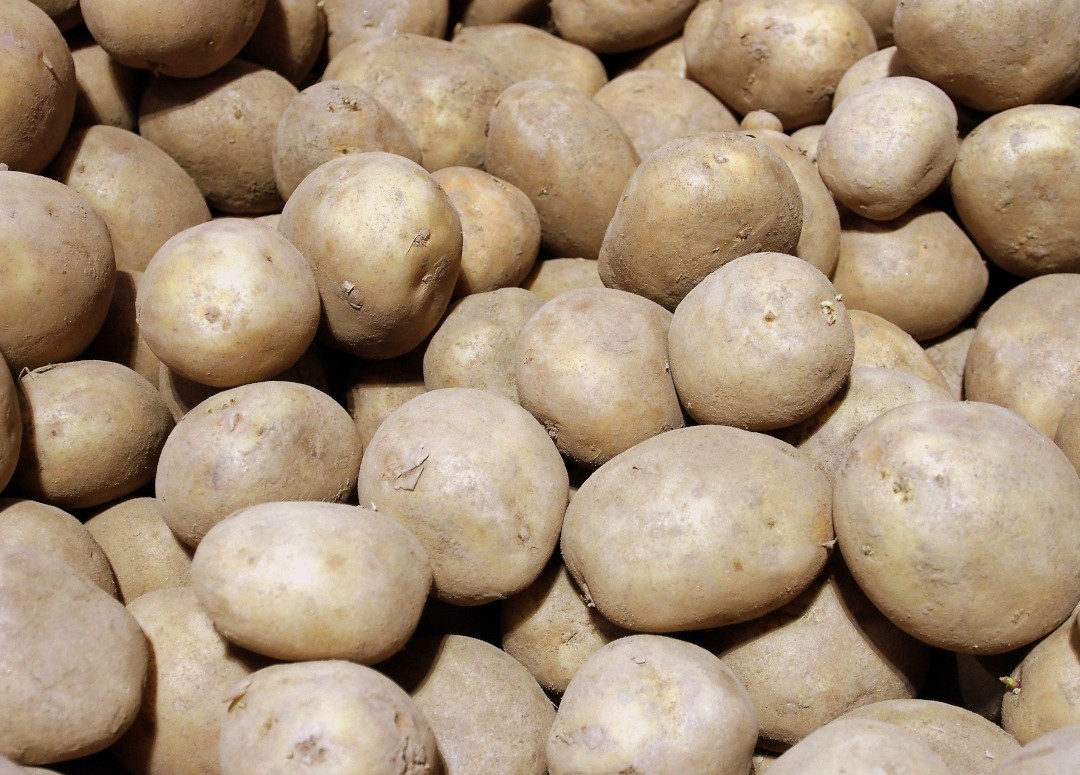 Seed Potato Winston