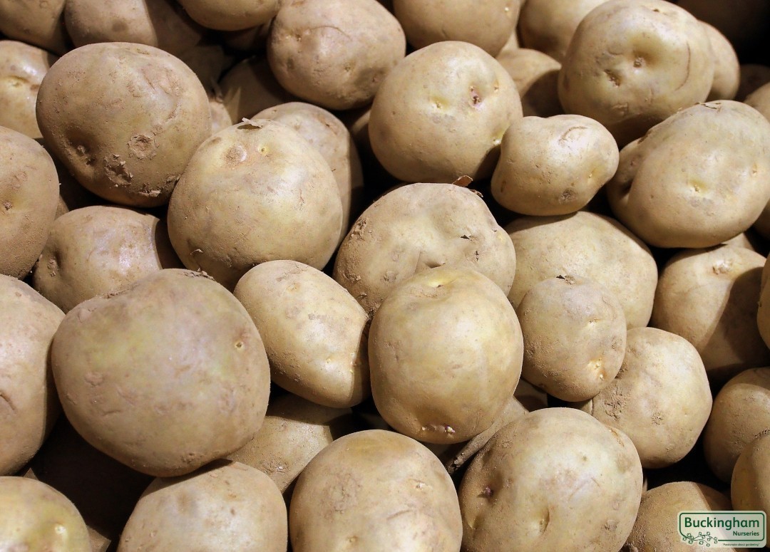 Seed Potato Marfona