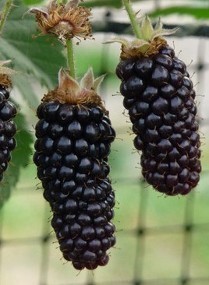 Blackberry, Karaka Black