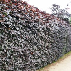 Tall Hedges