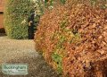 Young Green Beech hedge with autumn colouring.