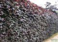 Display hedge at the Garden Centre.