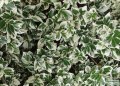 Bright variegated green and silver foliage.