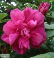Rose, Roseraie de L'Hay