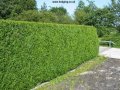Neat, fast growing evergreen hedge.