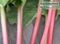 Rhubarb, Glaskin's Perpetual