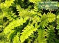 Young Golden Male Fern plants