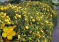 Masses of bright yellow flowers from July to October.