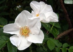 Rose, Rugosa White