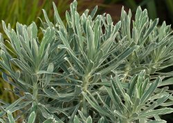 Euphorbia Silver Edge