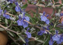 Rosemary, Blue Cascade