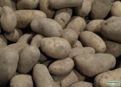Seed Potato Charlotte (Organic)