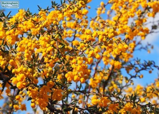 Golden yellow flowers on graceful arching branches.