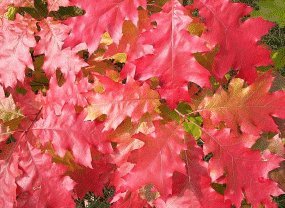 Autumn colour on Red Oak at the Garden Centre.