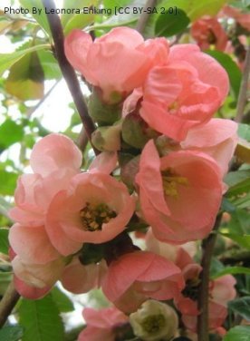 Japanese Quince, Pink Lady